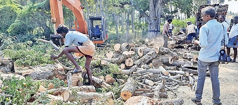 திருப்பத்தூர் அருகே சிவபுரிபட்டி பகுதியில் திண்டுக்கல் - காரைக்குடி சாலை விரிவாக்கப் பணிக்காக வெட்டப்பட்ட மரங்கள்.