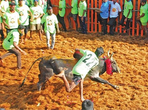 முள்ளுக்குறிச்சியில் நடைபெற்ற ஜல்லிக்கட்டுப் போட்டியில் வாடிவாசல் வழியாக சீறிப்பாய்ந்து வந்த காளையை அடக்க முயன்ற வீரர்.