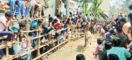 திருப்பத்தூர் அடுத்த பா.முத்தம்பட்டி கிராமத்தில் நேற்று நடைபெற்ற எருது விடும் விழாவில் சீறிப்பாய்ந்து ஓடிய காளை.