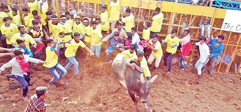 புகையிலைப்பட்டியில் நடந்த ஜல்லிக்கட்டில் சீறிப்பாய்ந்த காளைகளை அடக்கிய வீரர்கள்.