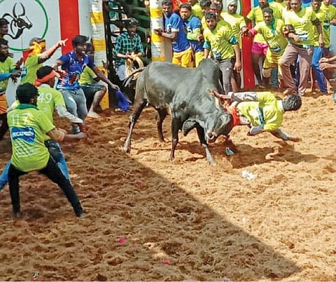 நல்லமநாயக்கன்பட்டியில் நடந்த ஜல்லிக்கட்டில் அடக்க முயன்ற வீரரை முட்டி கீழே தள்ளிய முரட்டுக் காளை.