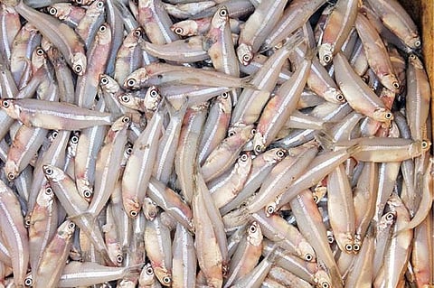 பாம்பன் கடற்கரையில் விற்பனைக்கு வைக்கப்பட்டிருந்த நெத்திலி மீன்கள்.
