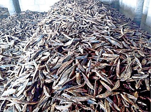 தூத்துக்குடி மாவட்டம் தருவைகுளத்தில் கிட்டங்கியில் வைக்கப்பட்டுள்ள மாசிக் கருவாடு.