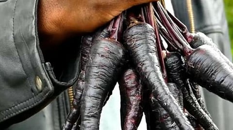 கொடைக்கானல் மலை பாம்பார்புரம் பகுதியில் விளைந்துள்ள கருப்புநிற கேரட்