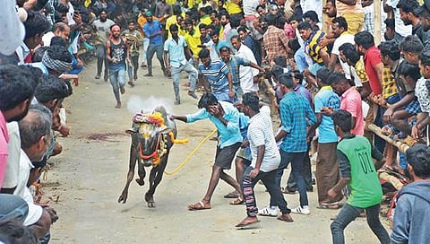 கிருஷ்ணகிரி மாவட்டம் சிந்தகம்பள்ளியில் நடந்த எருது விடும் விழாவில் சீறிப்பாய்ந்து ஓடிய காளைகளைக் காணக் குவிந்த பொதுமக்கள்.