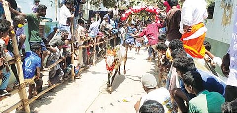 ஆம்பூர் அடுத்த ஆலாங்குப்பத்தில் நேற்று நடைபெற்ற எருது விடும் விழாவில் இலக்கை நோக்கி சீறிப்பாய்ந்து ஒடிய காளை.