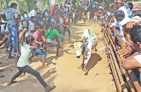 பர்கூர் அருகே கொங்கன்செருவு கிராமத்தில் நடந்த எருதுவிடும் விழாவில் சீறிப் பாய்ந்த காளைகள்.