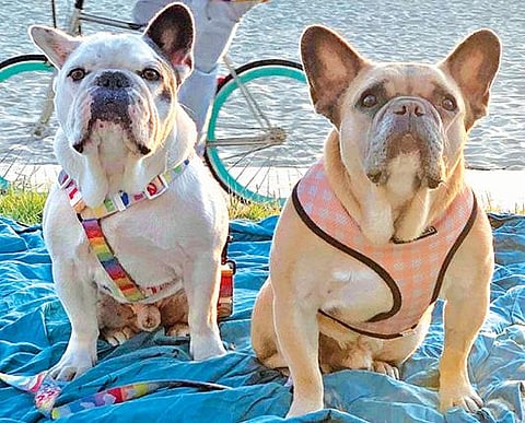 ரூ.3.6 கோடி பரிசு அறிவித்த நிலையில் ஹாலிவுட் நடிகை லேடி காகாவின் கடத்தப்பட்ட 2 செல்ல பிராணிகள் மீட்பு