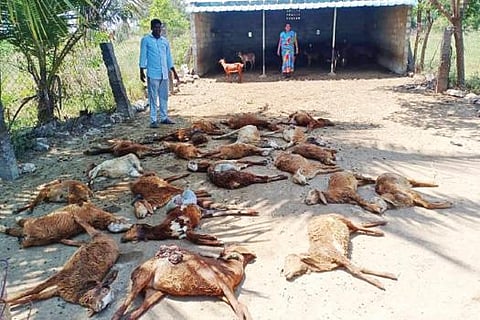 விக்கிரவாண்டி அடுத்த திருநந்திபுரம் கிராமத்தில் ஆட்டுப்பட்டியில் நாய்கள் கடித்ததால் இறந்து கிடக்கும் ஆடுகள்.