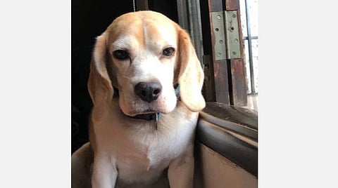 10 ஆண்டுகளாக வளர்த்த செல்லப் பிராணி திருட்டு; தேடித் தருபவர்களுக்கு ரூ.8000 வெகுமதி