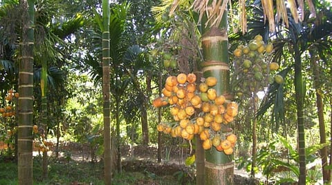 மேட்டுப்பாளையத்தில் பாக்கு மர சாகுபடி