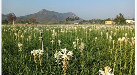 நிலக்கோட்டையில் முக்கியத்துவம் பெற்ற பூ விவசாயம்.