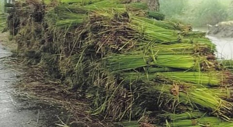 காவிரி பாசன பகுதிகளில் அதிகளவில் கோரை சாகுபடி.