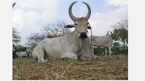 காங்கேயம் காளை