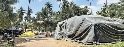 தஞ்சாவூர் மாவட்டம் பேராவூரணியை அடுத்த பூக்கொல்லையில் விவசாயிகளிடம் கொள்முதல் செய்யப்பட்டு, இயக்கம் செய்யப்படாமல் அங்கேயே தார்ப்பாய் கொண்டு மூடி வைக்கப்பட்டுள்ள நெல் மூட்டைகள்.