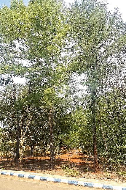 சிவகங்கை மாவட்ட ஆட்சியர் அலுவலக வளாகத்தில் வளர்ந்துள்ள ஆச்சா மரங்கள்.