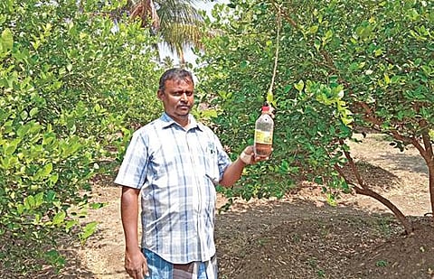 ராசிபுரம் அருகே கொலக்காடு கிராமத்தில் இயற்கை உரங்களை பயன்படுத்தி எலுமிச்சை சாகுபடி செய்யும் விவசாயி சிவக்குமார்.