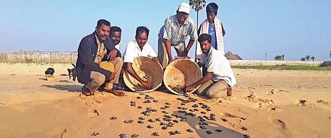 மரக்காணம் அருகே வசவன்குப்பம் கடற்கரை பகுதியில் வனத்துறையினர் ஆமை குஞ்சுகளை கடலில் விட்டனர்.