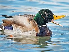 டிங்குவிடம் கேளுங்கள்: மறக்க நினைக்கும் விஷயங்கள் நினைவுக்கு வருவது ஏன்?