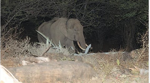 கடந்த வாரம் எடுக்கப்பட்ட யானையின் படம்.
