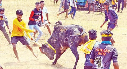 சிங்கம்புணரியில் நடந்த மஞ்சுவிரட்டில் சீறிப்பாய்ந்த காளை.