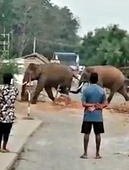 பவானி ஆற்றில் தண்ணீர் குடித்து விட்டு பவானி சாகர் அணைப்பூங்கா வழியாக சாலையை கடந்து சென்ற  2 யானைகள்.