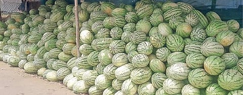 திண்டுக்கல் புறவழிச்சாலை அருகே விற்பனைக்காக குவித்துவைக்கப்பட்டுள்ள தர்பூசணிகள். படம்: பி.டி.ரவிச்சந்திரன்