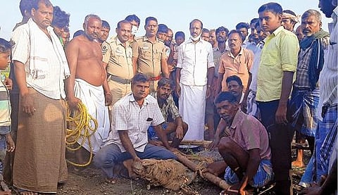சேத்தியாத்தோப்பு அருகே உள்ள வீரமுடையாநத்தம் கிராமத்தில் ஊருக்குள் புகுந்த முதலையை வனத்துறை அதிகாரிகள் பிடித்தனர்.