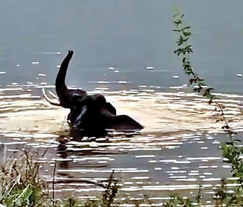 அந்தியூர் வரட்டுப்பள்ளம் அணைப்பகுதியில் குளித்து மகிழும் ஒற்றை யானை.