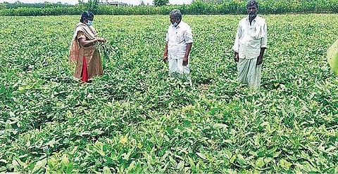 காட்டுமன்னார்கோவில் அருகே உள்ள பழஞ்சநல்லூரில் உளுந்து விதைப் பண்ணை வயலை வட்டார விதை சான்று அலுவலர் சுகந்தி பார்வையிட்டு ஆய்வு செய்தார்.