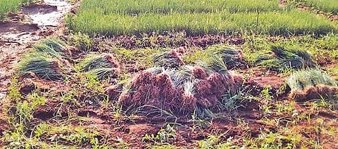 நுனி கருகல் நோய் தாக்கம், இடுபொருட்களின் விலை உயர்வு: சின்ன வெங்காயம் சாகுபடி செய்த உடுமலை விவசாயிகள் கவலை