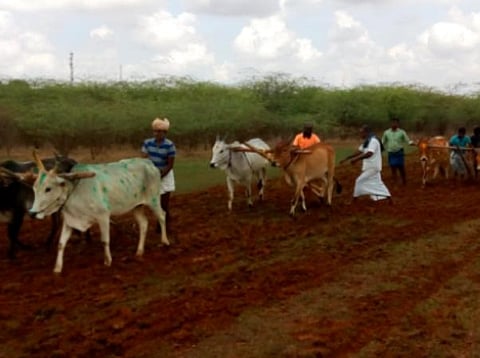 ஆச்சாம்பட்டியில் நல்லேர் பூட்டும் விழா.