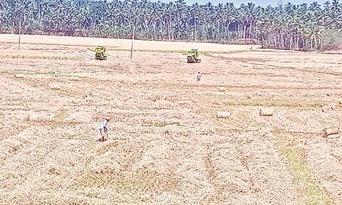 கன்னியாகுமரி மாவட்டம் இரணியலில் கும்பப்பூ சாகுபடியின்போது நடந்த இறுதிகட்ட நெல் அறுவடை பணி. 		             (கோப்பு படம்)