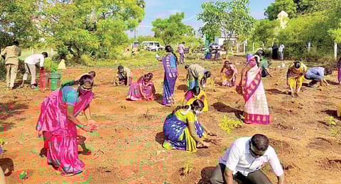 தென்காசி அறிஞர் அண்ணா நகரில் உள்ள நகராட்சிக்குச் சொந்தமான இடத்தில் அடர்வனத்தை உருவாக்க மரக்கன்றுகள் நடப்பட்டன.