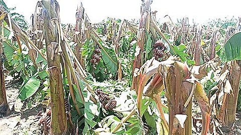 கம்பம் அருகே ஆங்கூர்பாளையத்தில் பலத்த காற்றுடன் கூடிய மழையால் சேதமடைந்த வாழை மரங்கள்.