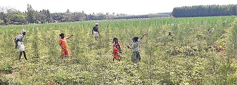 ஓராண்டாகத் தொடரும் விடுமுறையால் கூலி வேலைக்குச் செல்லும் இளம் சிறார்கள்