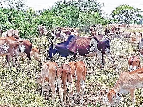 சேத்தியாத்தோப்பு பகுதியில் மேய்ச்சலுக்கு வந்துள்ள வெளி மாவட்ட மாடுகள்.