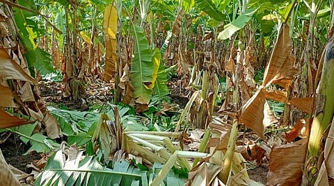 ஆம்பூர் அருகே 10 ஏக்கரில் பயிரிடப்பட்ட பயிர்கள் சேதம்:  ஒற்றை யானையால் வாழ்வாதாரம் இழந்த விவசாயிகள்