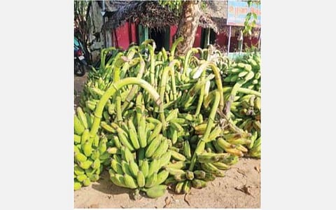 சில்லறை வியாபாரிகள் வாங்குவதற்கு தயங்குவதால் - மண்டிகளில் தேங்கும் காய்கறிகள்