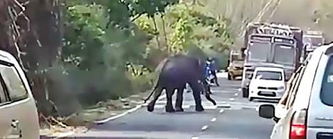 ஆசனூர் அருகே தேசிய நெடுஞ்சாலையில் உலாவிய யானை, வாகனங்களை மறித்ததால், வாகன ஓட்டிகள் அச்சமடைந்தனர்.