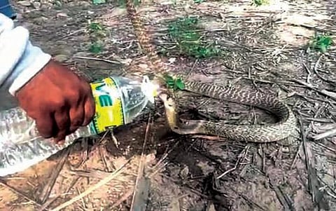 மயங்கிய நிலையில் இருந்த நல்ல பாம்புக்கு தண்ணீர் கொடுத்ததும் இயல்பு நிலைக்கு திரும்பியது.