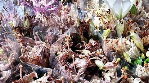 ஊரடங்கால் உருக்குலைந்த மலர் சாகுபடி: தொழில் செய்ய முடியாததால் நீலகிரி மலர் சாகுபடியாளர்கள் விரக்தி