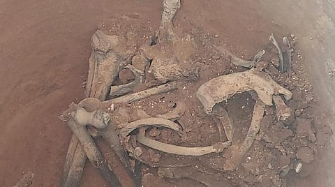 கொந்தகை அகழாய்வில் கண்டுபிடிக்கப்பட்ட எலும்புகூடு.