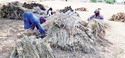 சேத்தியாத்தோப்பு அருகே விழலை அறுவடை செய்து கட்டு கட்டும் பணியில் தொழிலாளர்கள் ஈடுபட்டுள்ளனர்.