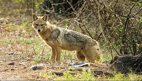 மறைந்துவரும் ஊளைச் சத்தம்