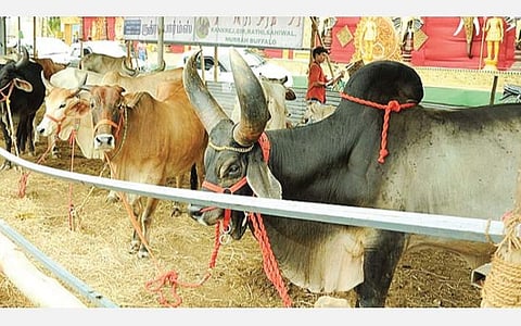 உழவர் குரல்: காளை ஜோடி ரூ. 1.5 லட்சம்