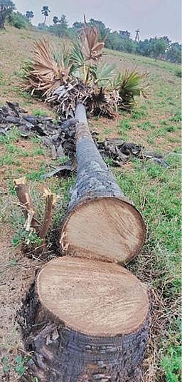 பனை மரங்கள் வெட்டிய விவகாரத்தில் : மர வியாபார தரகர்கள் 3 பேர் மீது வழக்கு  :