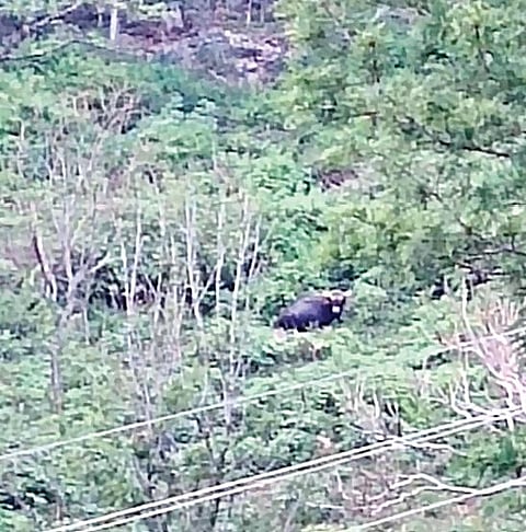 ஏற்காடு, குண்டூர் செல்லும் பகுதியில் சுற்றும் காட்டெருமை.