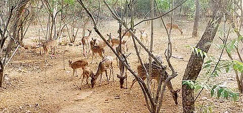 அண்ணாமலை அடிவாரத்தில் தண்ணீர் தேடி வந்த புள்ளிமான்கள் கூட்டம்.