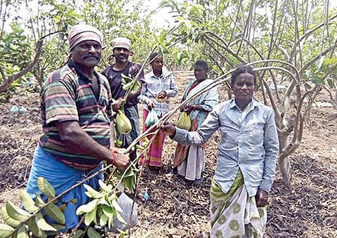 பண்ருட்டி அருகே நல்லூர்பாளையத்தில் கொய்யா மரங்களில் கிளைகளை வளைத்து விடும் பணியில் தொழிலாளர்கள் ஈடுபட்டுள்ளனர்.